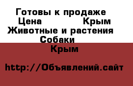 Готовы к продаже › Цена ­ 40 000 - Крым Животные и растения » Собаки   . Крым